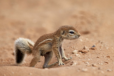 Baby Cape ground squirrel (Xerus inauris), Kgalagadi Transfrontier Park, encompassing the former Kalahari Gemsbok National Park, South Africa, Africa