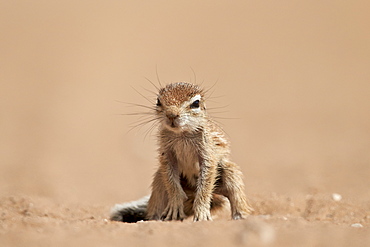 Baby Cape ground squirrel (Xerus inauris), Kgalagadi Transfrontier Park, encompassing the former Kalahari Gemsbok National Park, South Africa, Africa