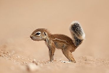 Baby Cape ground squirrel (Xerus inauris), Kgalagadi Transfrontier Park, encompassing the former Kalahari Gemsbok National Park, South Africa, Africa