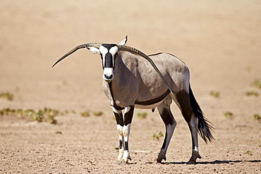 Gemsbok (South African oryx) (Oryx gazella) male with deformed horns, Kgalagadi Transfrontier Park, encompassing the former Kalahari Gemsbok National Park, South Africa, Africa