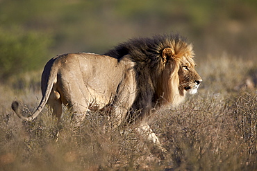 Lion (Panthera leo), Kgalagadi Transfrontier Park, encompassing the former Kalahari Gemsbok National Park, South Africa, Africa