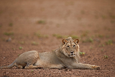 Lion (Panthera leo), Kgalagadi Transfrontier Park, encompassing the former Kalahari Gemsbok National Park, South Africa, Africa