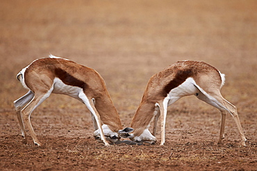 Two Springbok (Antidorcas marsupialis) bucks fighting, Kgalagadi Transfrontier Park, encompassing the former Kalahari Gemsbok National Park, South Africa, Africa