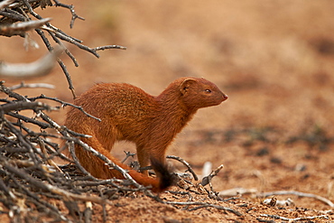 Slender mongoose (Galerella sanguinea), Kgalagadi Transfrontier Park, encompassing the former Kalahari Gemsbok National Park, South Africa, Africa