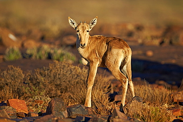 Red hartebeest (Alcelaphus buselaphus) calf, Karoo National Park, South Africa, Africa