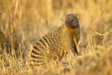 Banded mongoose (Mungos mungo), Masai Mara National Reserve, Kenya, East Africa, Africa