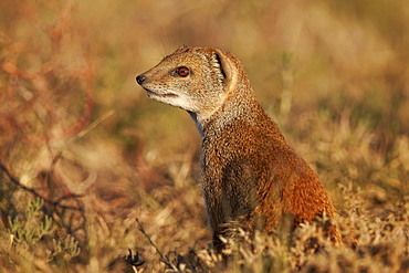 Yellow mongoose (Cynictis penicillata), Mountain Zebra National Park, South Africa, Africa