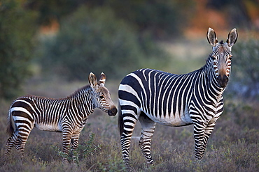 Cape mountain zebra (Equus zebra zebra) mare and foal, Mountain Zebra National Park, South Africa, Africa