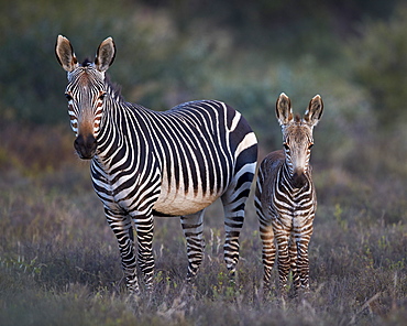 Cape mountain zebra (Equus zebra zebra) mare and foal, Mountain Zebra National Park, South Africa, Africa