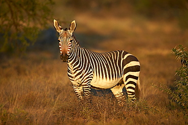 Cape mountain zebra (Equus zebra zebra) mare, Mountain Zebra National Park, South Africa, Africa