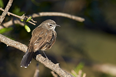 Karoo robin (Karoo scrub-robin) (Cercotrichas coryphoeus), Mountain Zebra National Park, South Africa, Africa