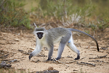 Vervet monkey (Chlorocebus aethiops), Mountain Zebra National Park, South Africa, Africa