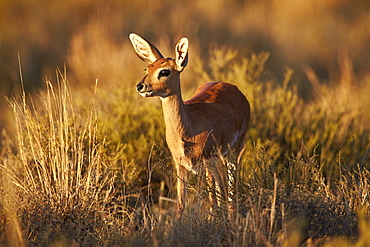 Steenbok (Raphicerus campestris) female, Mountain Zebra National Park, South Africa, Africa