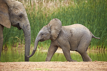 Young African elephant (Loxodonta africana), Addo Elephant National Park, South Africa, Africa