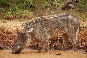 Warthog (Phacochoerus aethiopicus) drinking, Addo Elephant National Park, South Africa, Africa