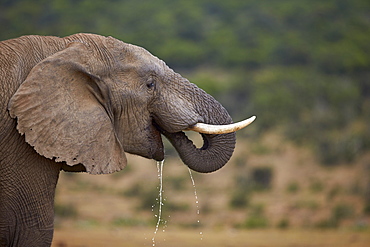 African elephant (Loxodonta africana) drinking, Addo Elephant National Park, South Africa, Africa