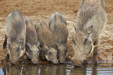 Warthog (Phacochoerus aethiopicus) adult and piglets drinking, Addo Elephant National Park, South Africa, Africa