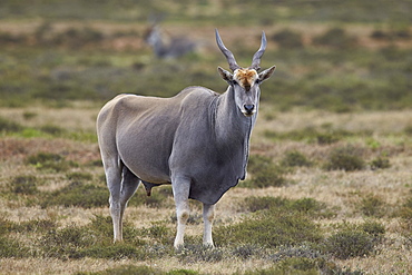 Common eland (Taurotragus oryx) male, Addo Elephant National Park, South Africa, Africa