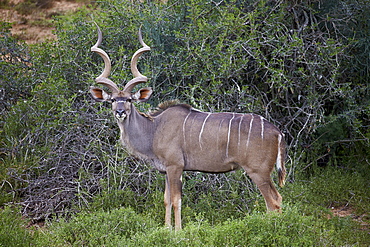 Greater kudu (Tragelaphus strepsiceros) male, Addo Elephant National Park, South Africa, Africa