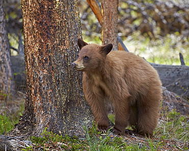 Cinnamon black bear (Ursus americanus) yearling cub, Yellowstone National Park, Wyoming, United States of America, North America