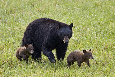 Black bear (Ursus americanus) sow and two chocolate cubs of the year or spring cubs, Yellowstone National Park, Wyoming, United States of America, North America