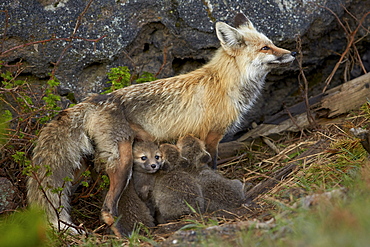 Red fox (Vulpes vulpes) (Vulpes fulva) vixen nursing her kits, Yellowstone National Park, Wyoming, United States of America, North America