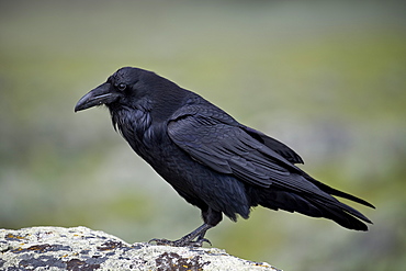 Common raven (Corvus corax), Yellowstone National Park, Wyoming, United States of America, North America