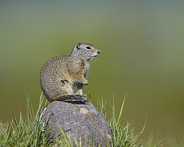 Uinta ground squirrel (Urocitellus armatus), Yellowstone National Park, Wyoming, United States of America, North America