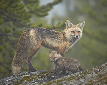 Red fox (Vulpes vulpes) (Vulpes fulva) vixen and kit in the fog, Yellowstone National Park, Wyoming, United States of America, North America