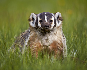 American badger (Taxidea taxus), Yellowstone National Park, Wyoming, United States of America, North America