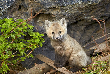 Red fox (Vulpes vulpes) (Vulpes fulva) kit posing, Yellowstone National Park, Wyoming, United States of America, North America