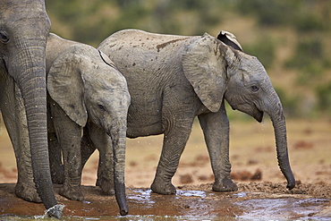 Young African elephant (Loxodonta africana) drinking, Addo Elephant National Park, South Africa, Africa