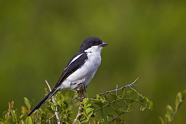 Fiscal shrike (common fiscal) (Lanius collaris), Addo Elephant National Park, South Africa, Africa