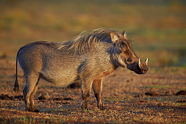 Warthog (Phacochoerus aethiopicus), Addo Elephant National Park, South Africa, Africa