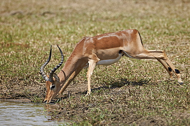 Impala (Aepyceros melampus) buck drinking, Kruger National Park, South Africa, Africa