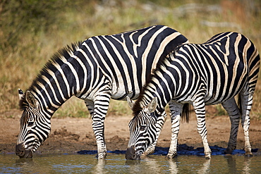 Two common zebra (plains zebra) (Burchell's zebra) (Equus burchelli) drinking, Kruger National Park, South Africa, Africa