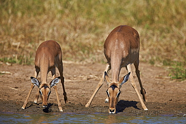 Impala (Aepyceros melampus) doe and calf drinking, Kruger National Park, South Africa, Africa