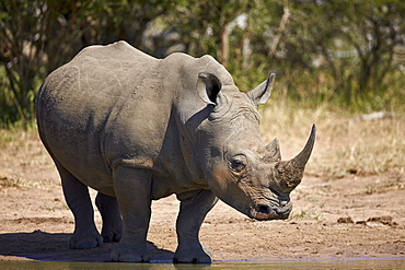 White rhinoceros (Ceratotherium simum), Kruger National Park, South Africa, Africa