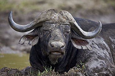 Cape buffalo (African buffalo) (Syncerus caffer) bull, Kruger National Park, South Africa, Africa