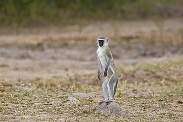 Vervet monkey (Chlorocebus aethiops) standing on its hind legs, Kruger National Park, South Africa, Africa