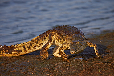 Nile crocodile (Crocodylus niloticus) exiting the water, Kruger National Park, South Africa, Africa