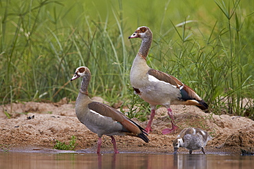 Egyptian goose (Alopochen aegyptiacus) family, Kruger National Park, South Africa, Africa