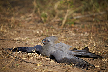 Grey lourie (go-away bird) (Corythaixoides concolor), Kruger National Park, South Africa, Africa