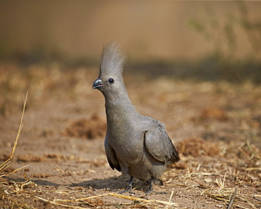 Grey lourie (go-away bird) (Corythaixoides concolor), Kruger National Park, South Africa, Africa