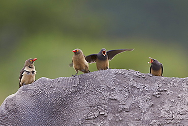 Red-billed oxpecker (Buphagus erythrorhynchus), Kruger National Park, South Africa, Africa