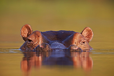 Hippopotamus (Hippopotamus amphibius), Kruger National Park, South Africa, Africa