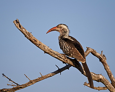 Southern red-billed hornbill (Tockus rufirostris), Kruger National Park, South Africa, Africa