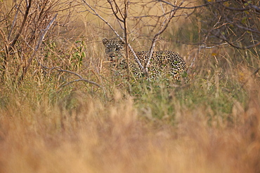 Leopard (Panthera pardus) in heavy brush, Kruger National Park, South Africa, Africa