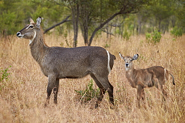 Common waterbuck (Ellipsen waterbuck) (Kobus ellipsiprymnus ellipsiprymnus), doe and calf, Kruger National Park, South Africa, Africa