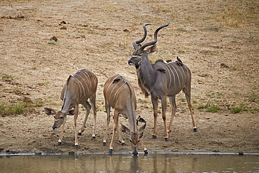 Greater kKudu (Tragelaphus strepsiceros) buck with two doe drinking, Kruger National Park, South Africa, Africa